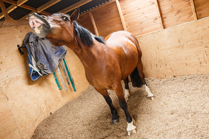 Woodfibre Bedding